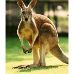 Australia Just Needs A Break
